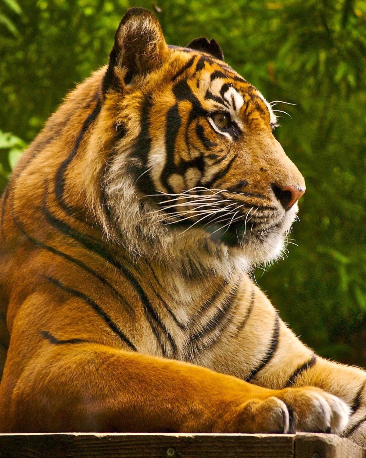 Majestic tiger