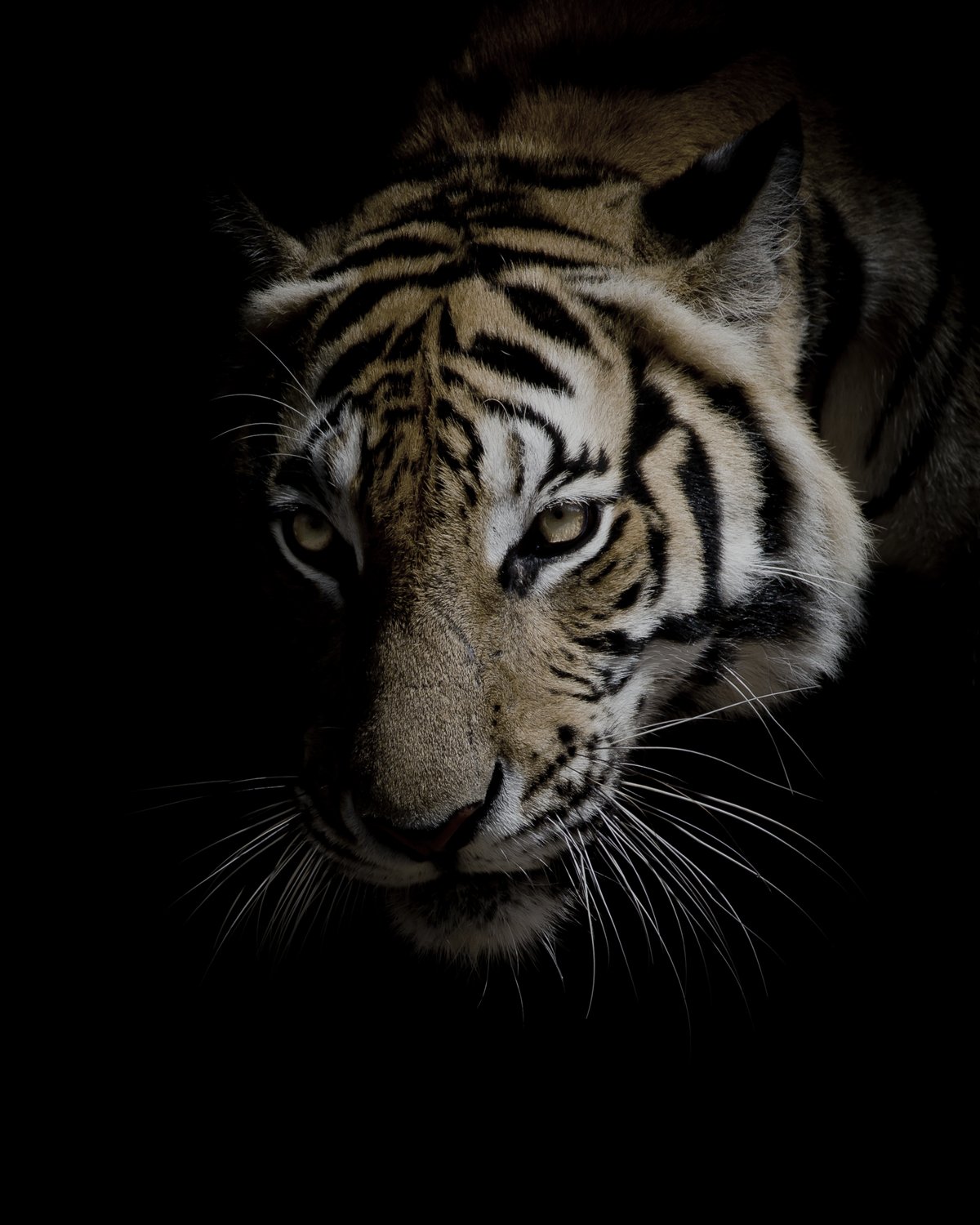 Tiger under threat